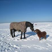 Frieser Harrie van de Menkemaheer