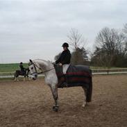 Dansk Varmblod Wicha Solgt :(