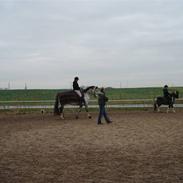 Dansk Varmblod Wicha Solgt :(