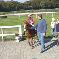 Welsh Mountain (sec A) George
