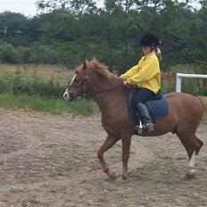 Welsh Mountain (sec A) George