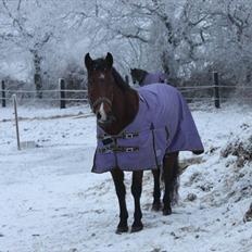 New Forest Golden Flicka Star NF 