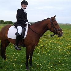 New Forest Golden Flicka Star NF 