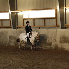 Fjordhest Under Lindens Diana <3