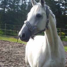 Dansk Varmblod Dalene´s Corming