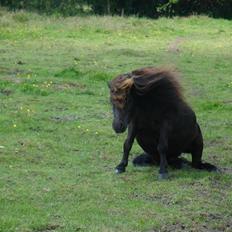 Shetlænder Emil