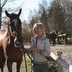 Anglo Araber (AA) Gudrun Hin væne R.I.P <3