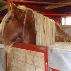 Tinker Wren Boy - HINGST