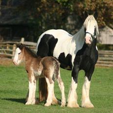 Tinker Wren Boy - HINGST