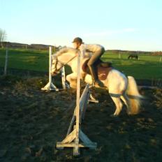 Welsh Mountain (sec A) Holger<3