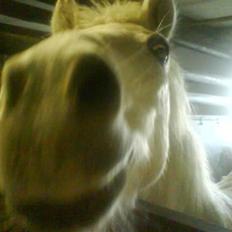 Welsh Mountain (sec A) Holger<3