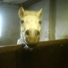 Welsh Mountain (sec A) Holger<3