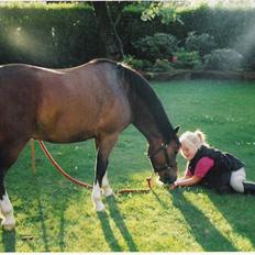 Welsh Mountain (sec A) Oliver *Solgt*