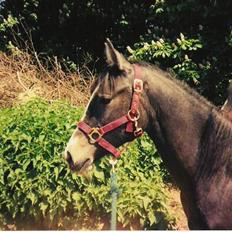 Anden særlig race Samaké Mén El Sama *død*