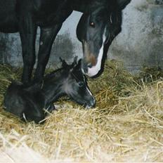 Anden særlig race Samaké Mén El Sama *død*