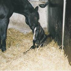 Anden særlig race Samaké Mén El Sama *død*