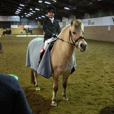 Fjordhest Nikki boy !<3 #Halvpart#