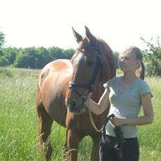 Dansk Varmblod Ounbøl Lehman R.I.P.
