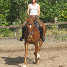 Dansk Varmblod Ounbøl Lehman R.I.P.