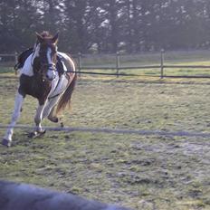 Pinto Horsebjerg Fleur