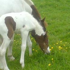 Anden særlig race Chanel - Solgt