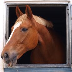 Dansk Varmblod Gyvelhøjens Figaro <3