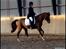 Anden særlig race Prins Ali *RIP* - Min dejliqe pony <3 Distrektstævne has.. LA4