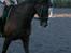 Welsh Cob (sec D) Synod Nelson (i Norge) - Nelson i Norge