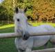 New Forest Amber - solgt :(