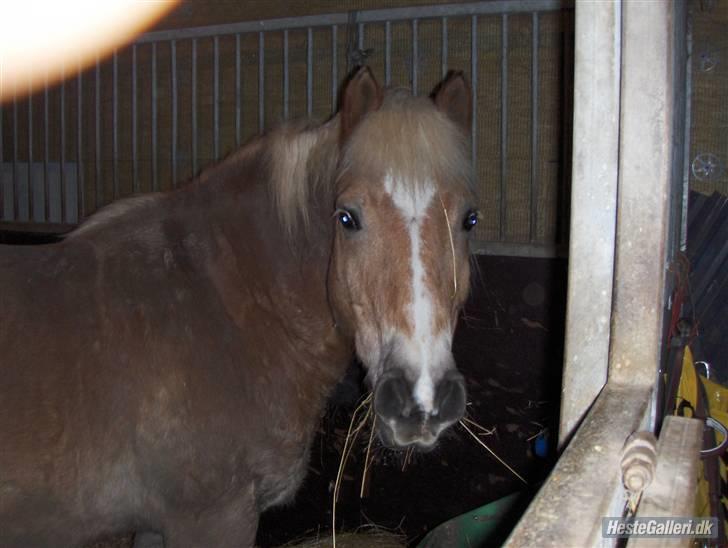 Haflinger Rumle billede 7