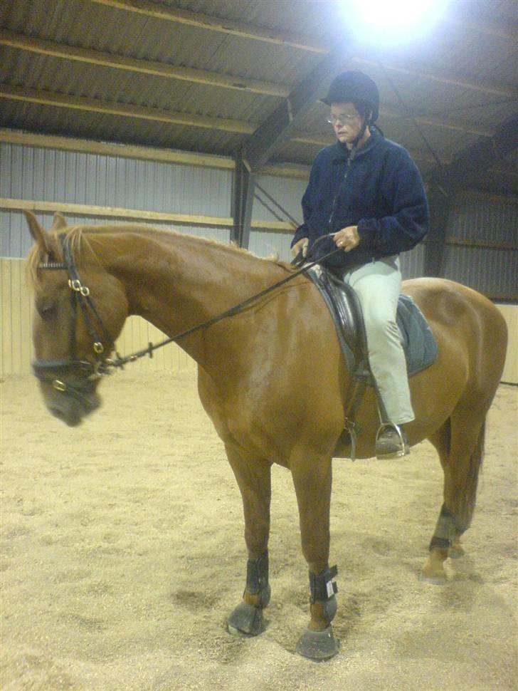 Frederiksborg Zaco af nørremosegård død - Anden gang turde hun blive siddende til jeg havde taget et billed... billede 6