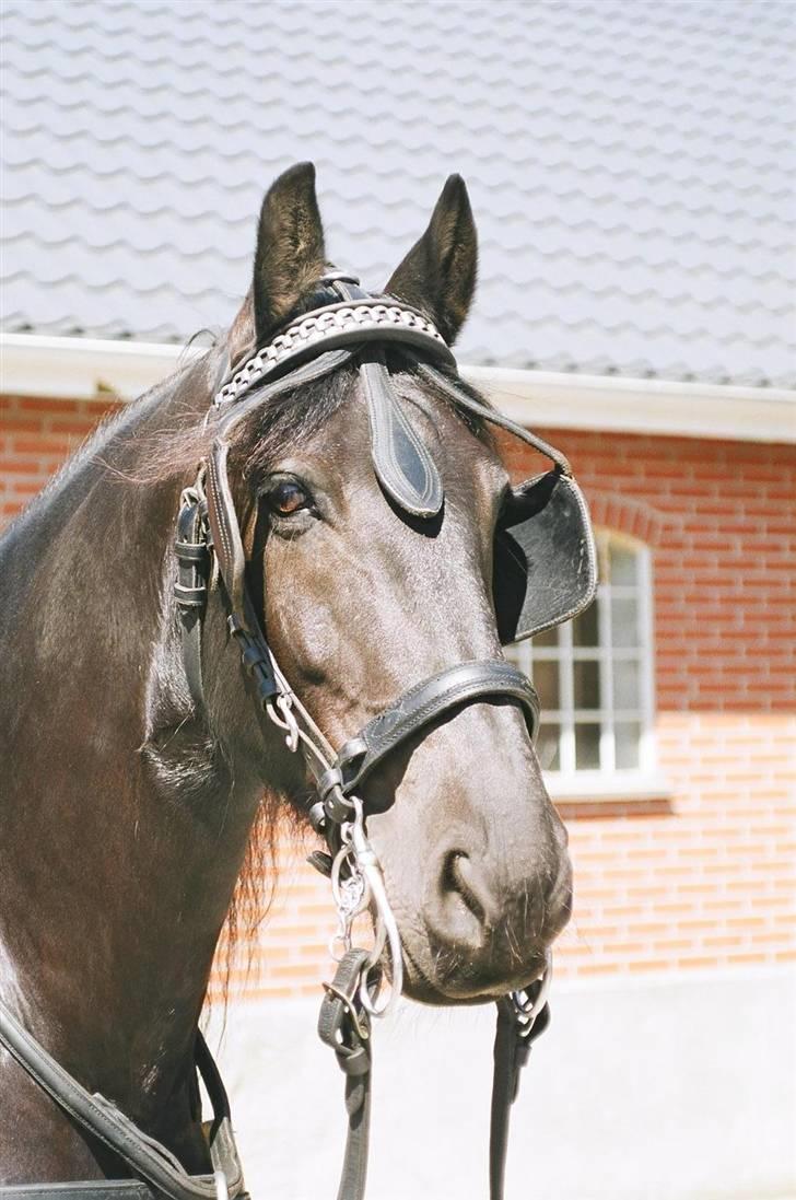 Frieser Sander van stal matjeskol billede 5