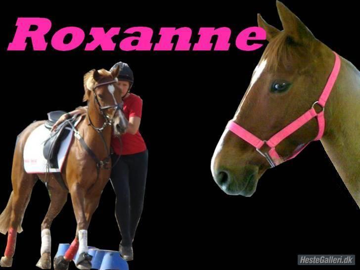 Hollandsk Sportspony Roxanne(Foxy Roxy)solgt - Tak liv.. hehe billede 17
