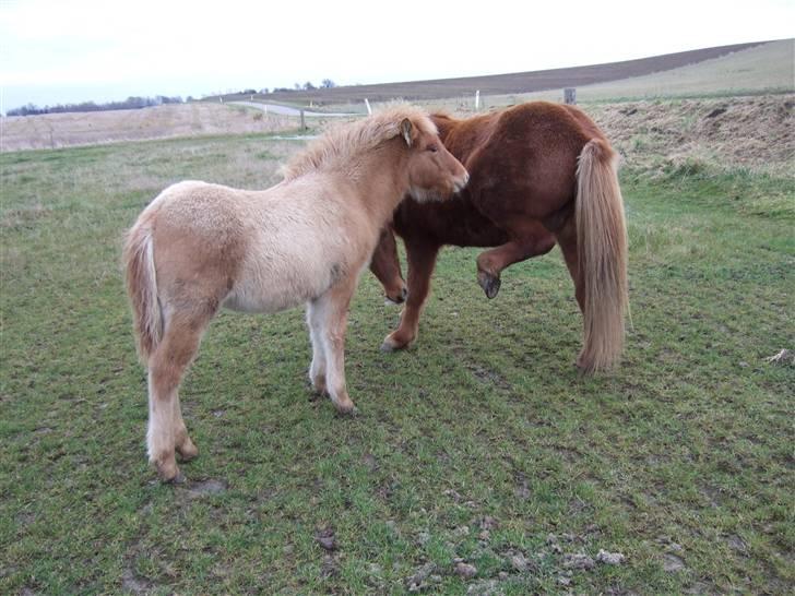 Islænder Freja fra Højbjerg - er du snart færdig med at klø dig, jeg e tørstig billede 12