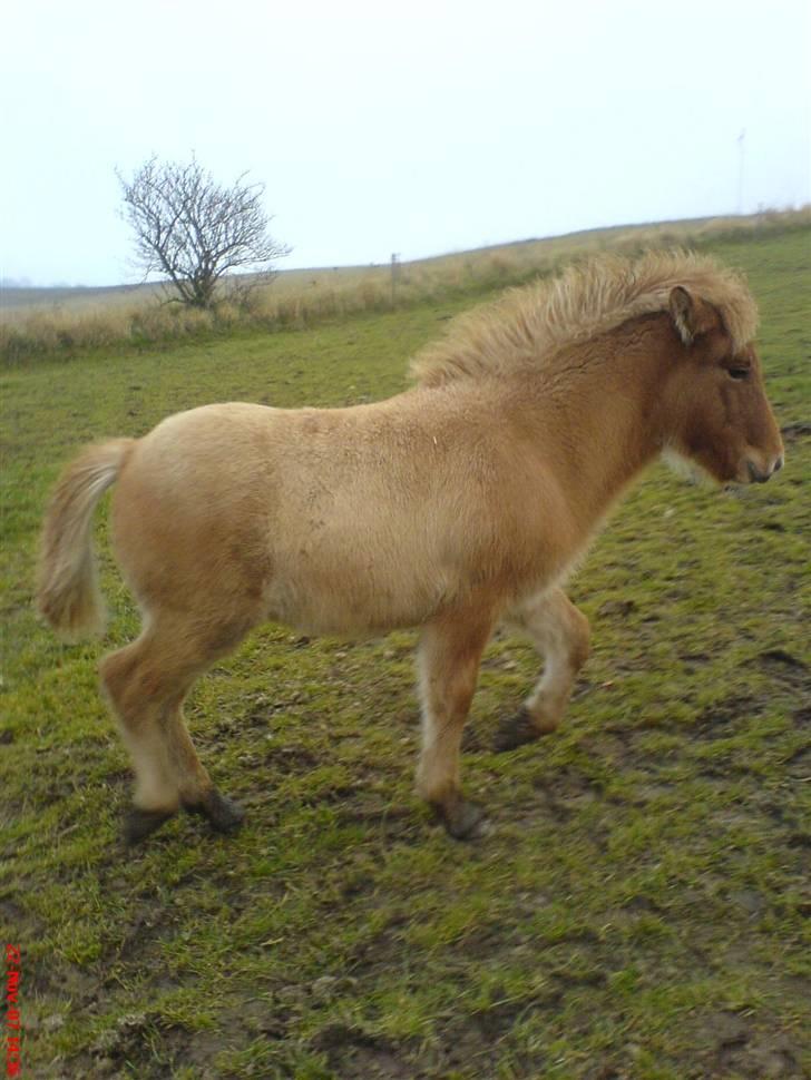 Islænder Freja fra Højbjerg - lidt tölt billede 13