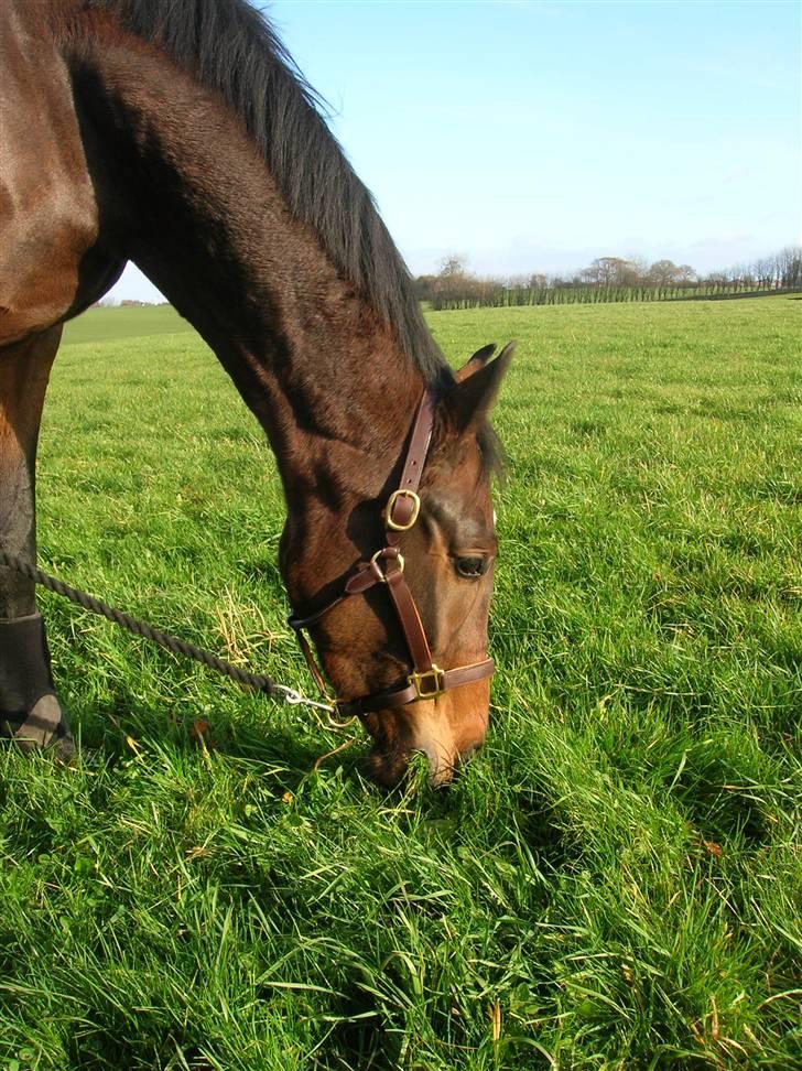 Dansk Varmblod Engvangs Richesse RDH  - det smager goodt ikk? billede 18