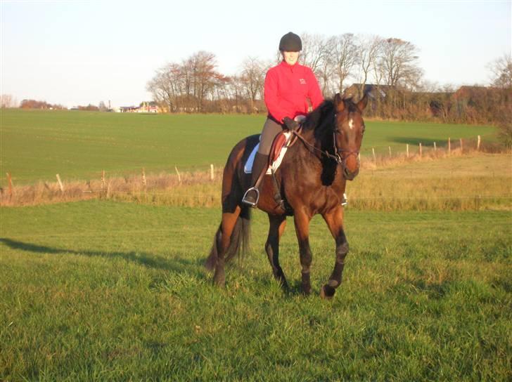 Dansk Varmblod Engvangs Richesse RDH  billede 20