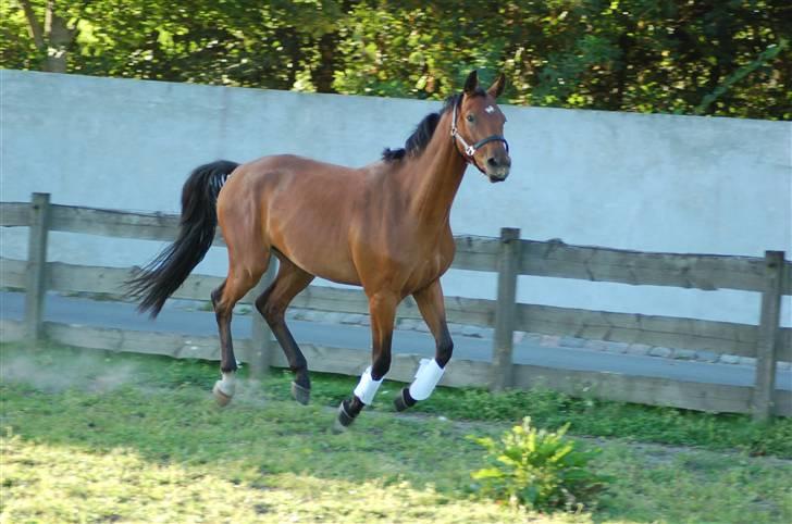 Dansk Varmblod Poppelgårdens Matrix - Fin hest :-) billede 15