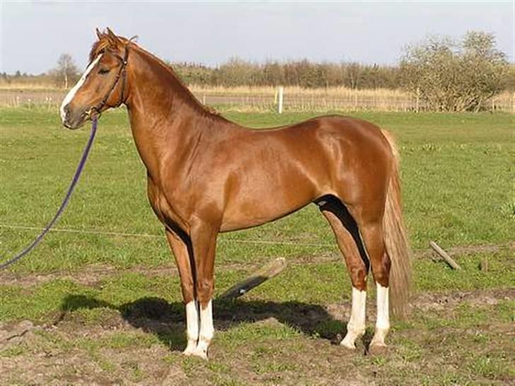 Welsh Partbred (Sec F) Zena - det er zenas farmand  billede 4