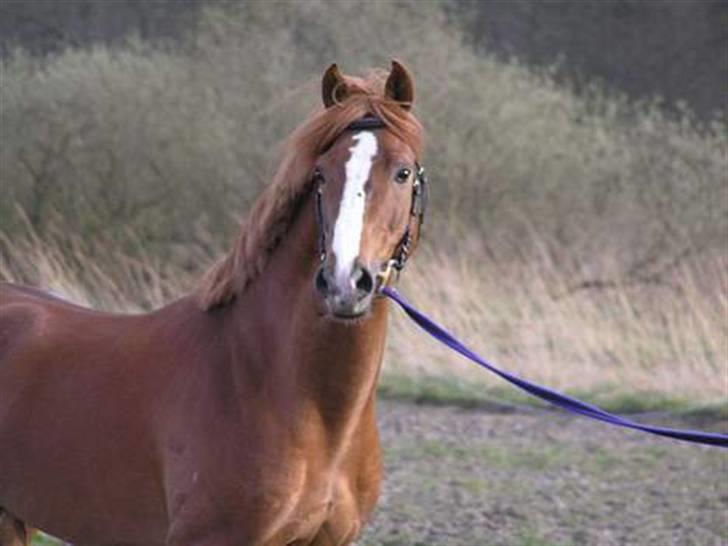 Welsh Partbred (Sec F) Zena - zena ligner bare sin farmand samme glade udtryk billede 5