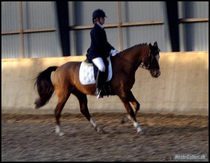 Anden særlig race Prins Ali *RIP* - Min dejliqe pony <3 Distrektstævne has.. LA4 billede 16