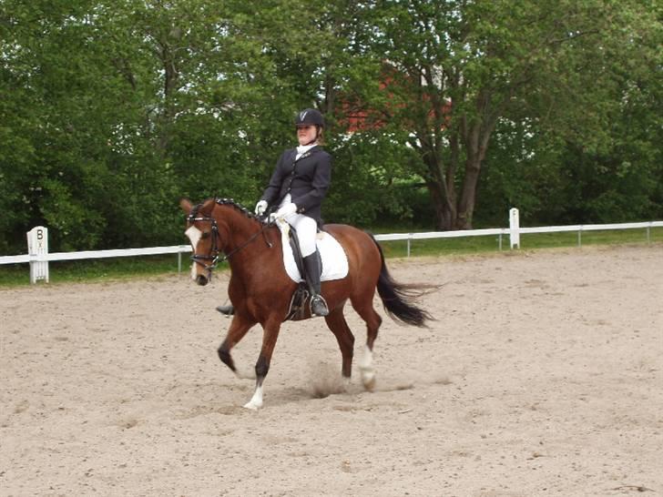 Anden særlig race Prins Ali *RIP* - d.17/5 2008 :) Så blir der sgu redet ind i paraden! LA6 billede 17