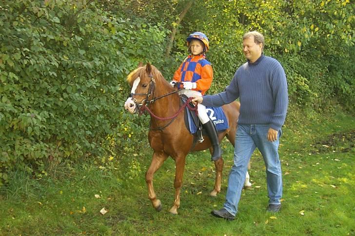 Welsh Mountain (sec A) George billede 1