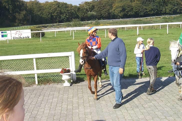 Welsh Mountain (sec A) George billede 2