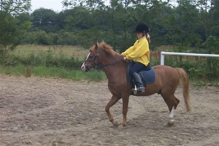 Welsh Mountain (sec A) George billede 3