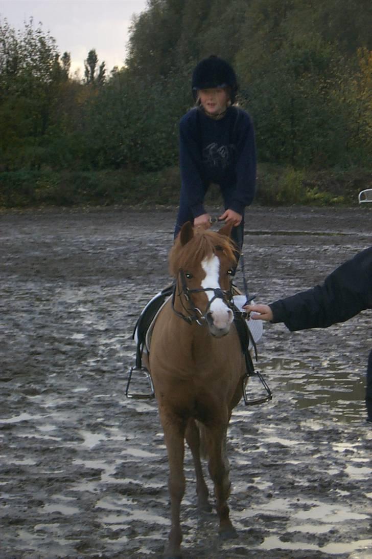 Welsh Mountain (sec A) George billede 4