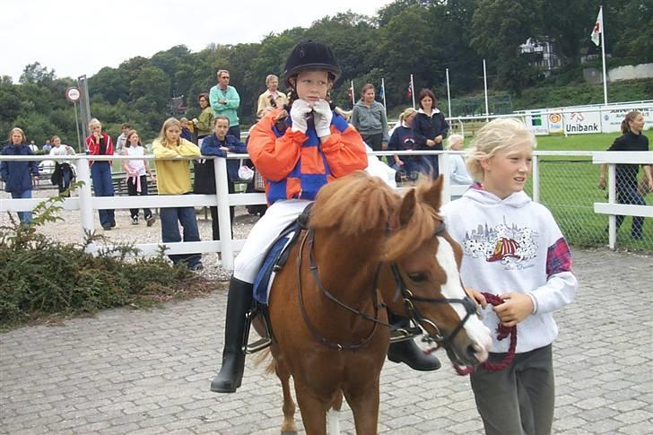 Welsh Mountain (sec A) George billede 5