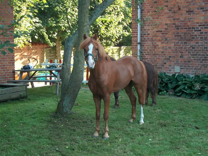 Welsh Mountain (sec A) George billede 6