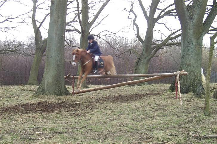 Welsh Mountain (sec A) George billede 7