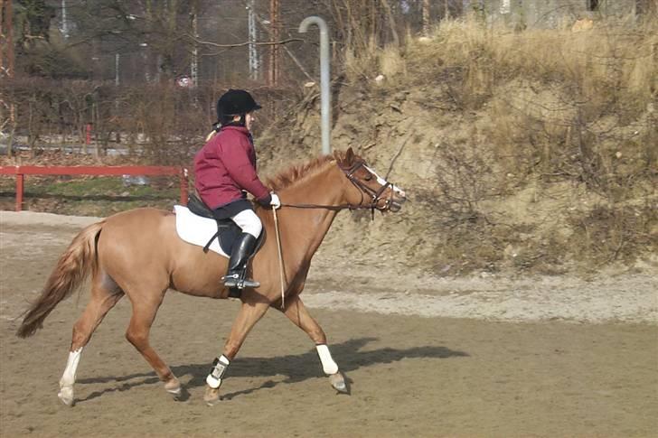 Welsh Mountain (sec A) George billede 8